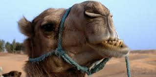 MERS: première preuve d'infection directe d'un humain par un dromadaire