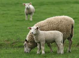 Le séquençage du génome du mouton révèle bien des secrets