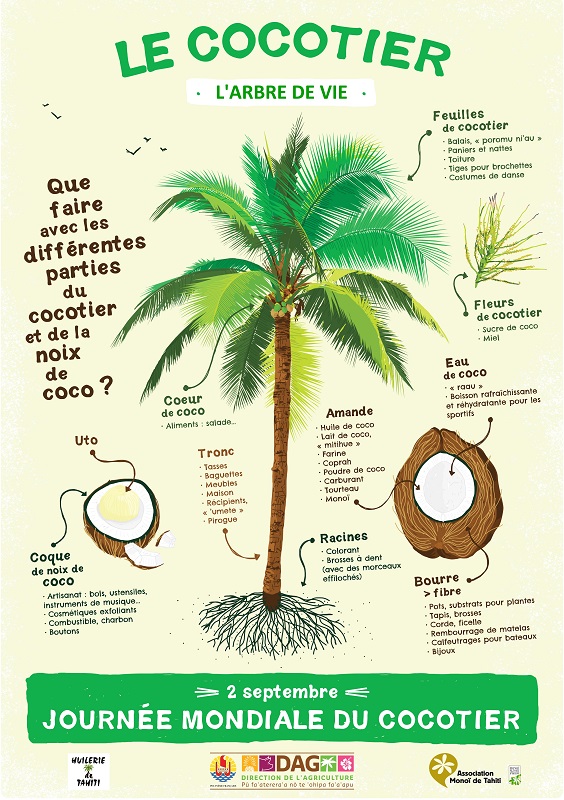Les cocotiers recensés eux aussi