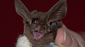 Nouvelle découverte étonnante dans la jungle papoue