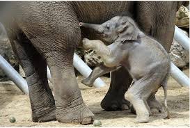 Panthères de l'Amour, guépards, éléphants... boom des naissances rares dans les zoos