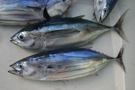 Les îles du Pacifique sud augmentent de 33% les droits de pêche au thon pour les flottes étrangères