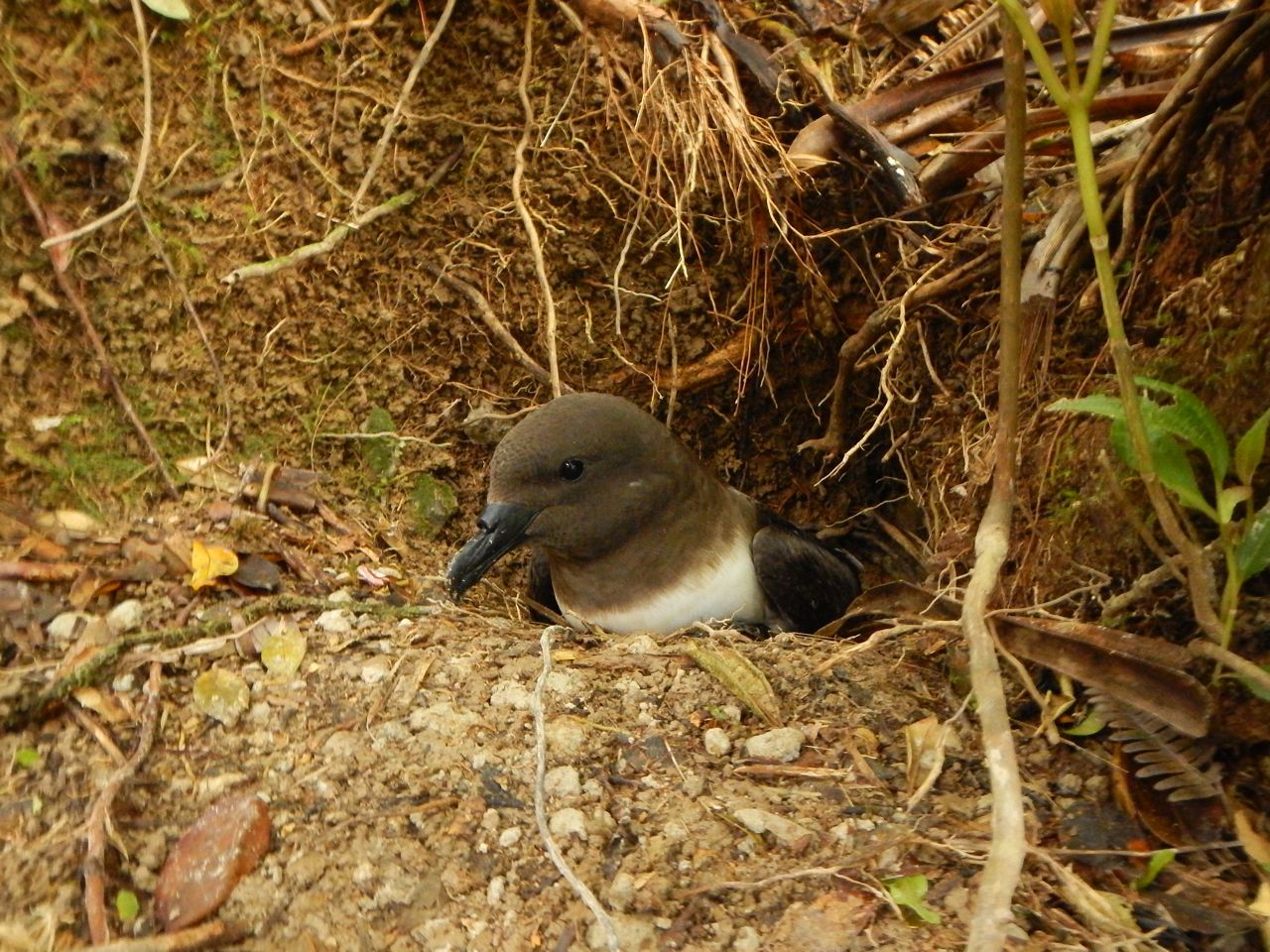 Sauvons les jeunes pétrels en soutenant Manu