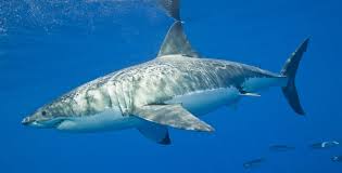 Le grand requin blanc n'est pas en danger d'extinction dans le Nord-Est Pacifique