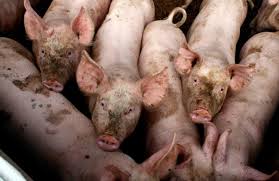 Inauguration de la station porcine de Moorea