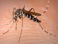 En Polynésie le moustique Aedes Aegypti est le moustique vecteur de la dengue, du zika et du chikungunya. A l'heure actuelle, seule la dengue reste en situation d'épidémie sur le territoire.