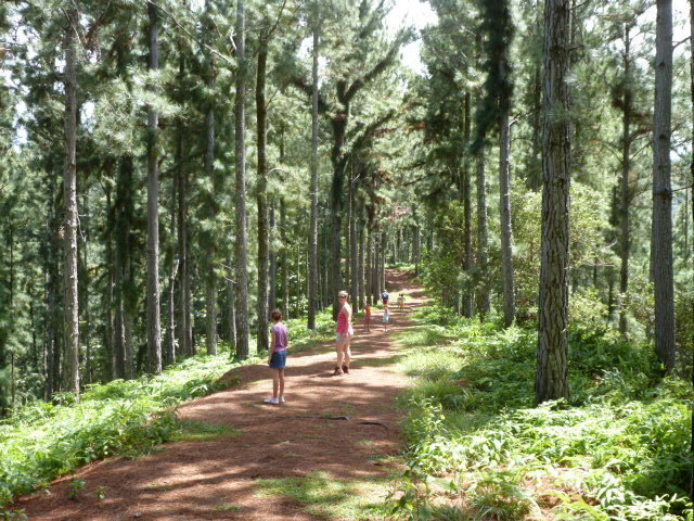 Au milieu des aito sur le chemin de randonnée de Vaipahi.