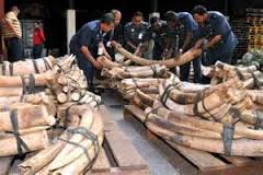 Les crimes contre l'environnement financent groupes armés et "terroristes"