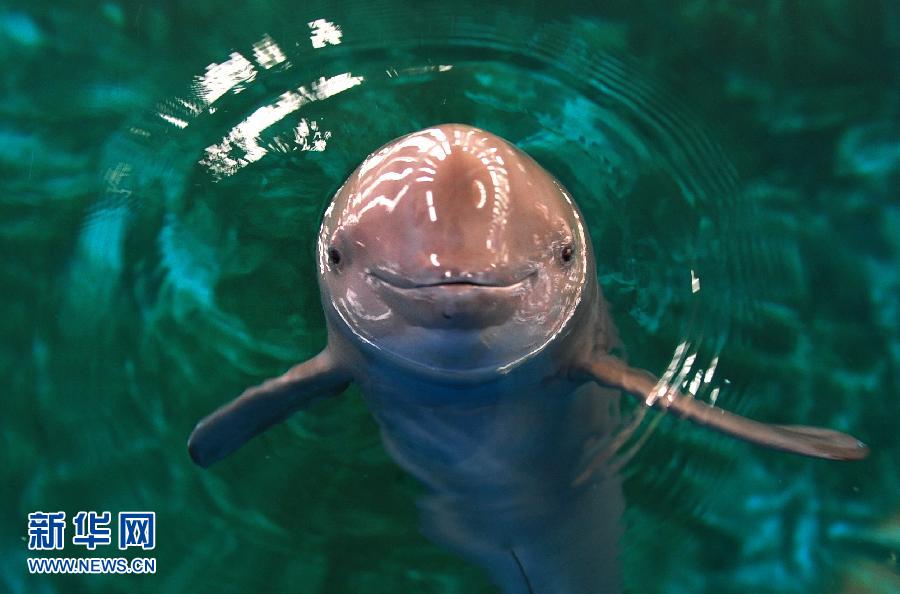 En Chine, lutte inégale pour les derniers marsouins du Yangtsé