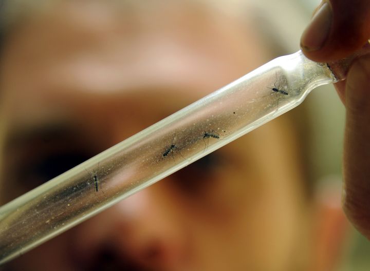 Nouvelles mesures pour lutter contre l'épidémie de Chikungunya en Outremer