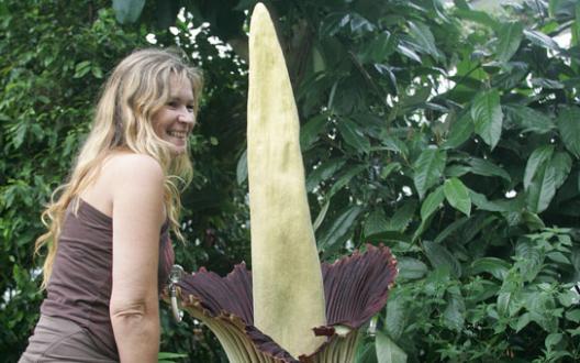 Des centaines d'admirateurs pour le "Pénis de Titan" à Nantes