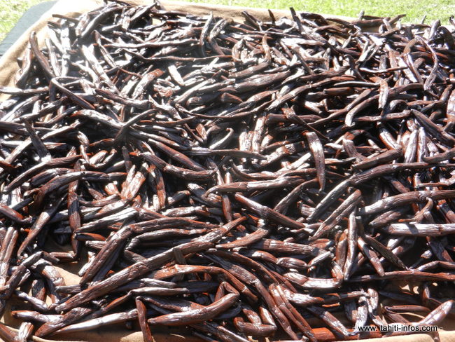 La semaine dernière le ministre de l’agriculture Thomas Moutame était à Raiatea pour rencontrer des vanilliculteurs et s’assurer que le plan de relance de la filière allait dans le bon sens : il a assuré que les premiers résultats étaient très prometteurs.