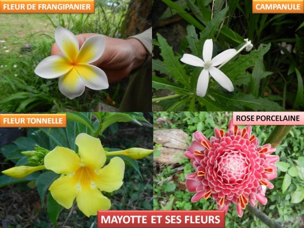 Près d'une espèce de la flore de Mayotte sur deux menacée