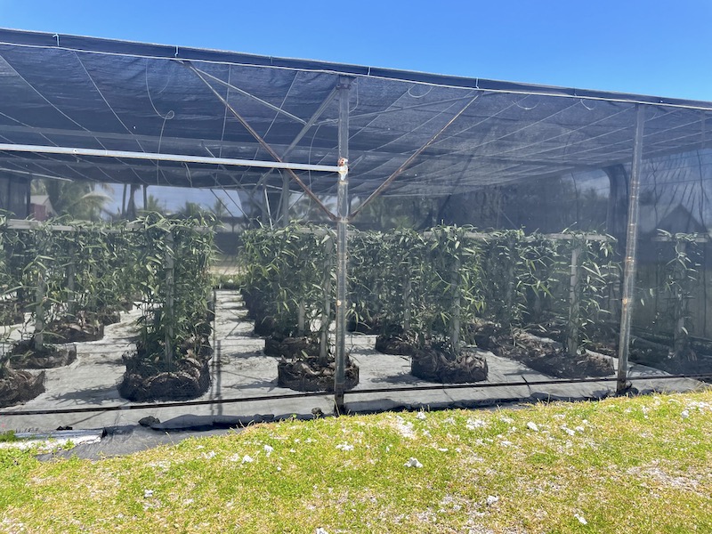 À Hao, la vanille paumotu c'est pour bientôt