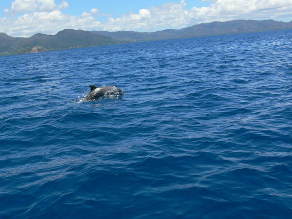 Mammifères et oiseaux marins de N-Calédonie et de Wallis et Futuna vont être recensés
