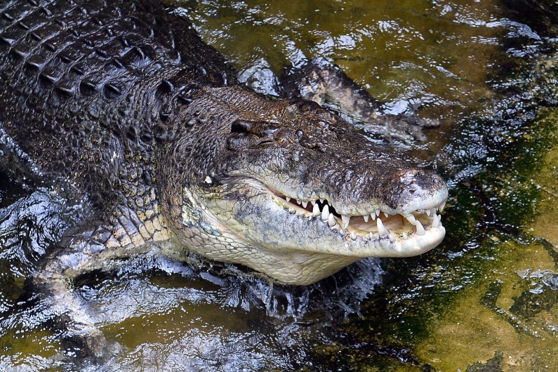 Grèce: apparition mystérieuse d'un crocodile sur l'île de Crète