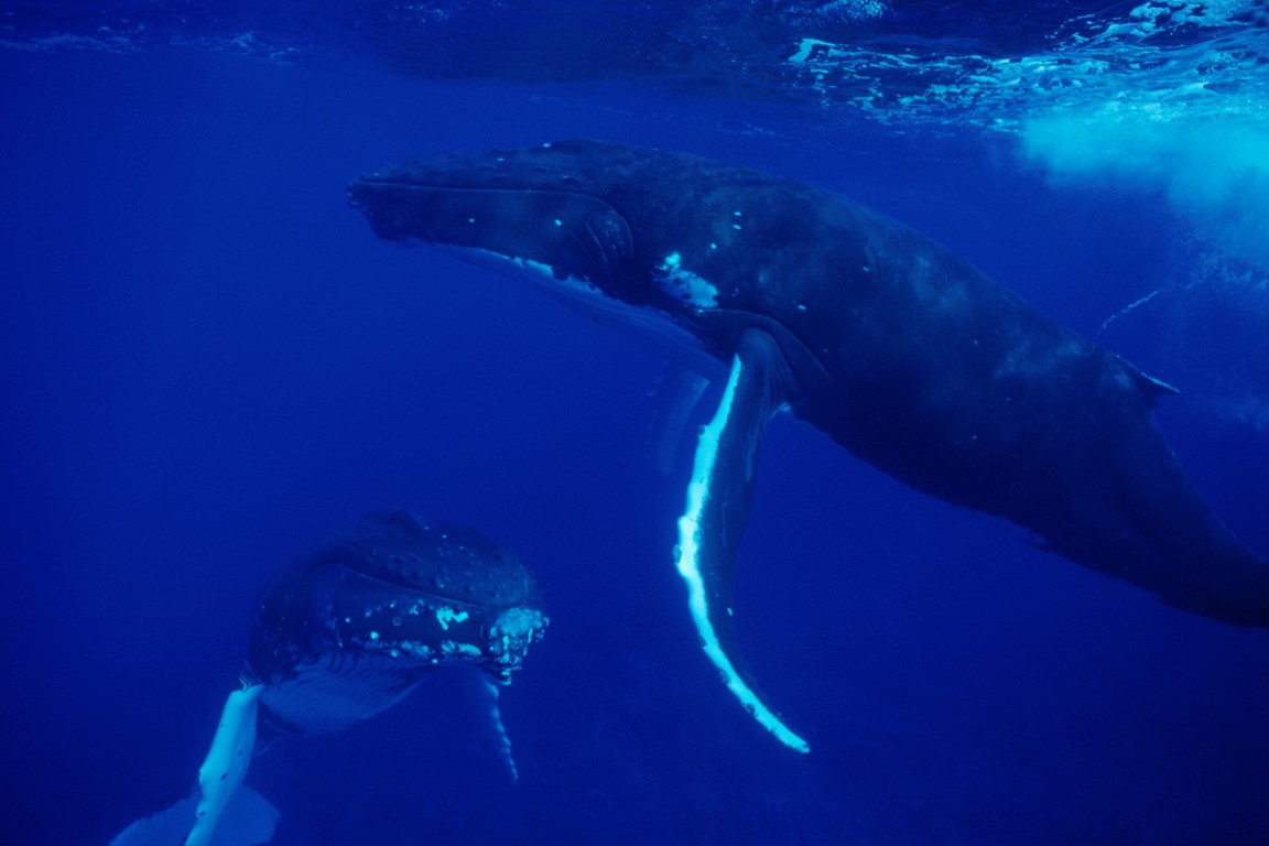 Il est désormais possible de partager ses observations  des baleines, via le site de l’Observatoire des cétacés en Polynésie française. Photo : Alexis Rosenfeld