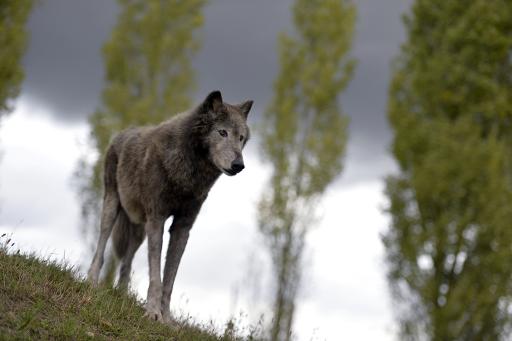 L'Assemblée autorise à son tour les éleveurs à abattre des loups