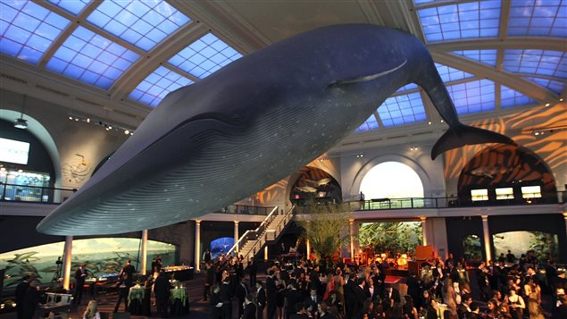Dormir sous une baleine bleue à New York en passant la nuit au musée