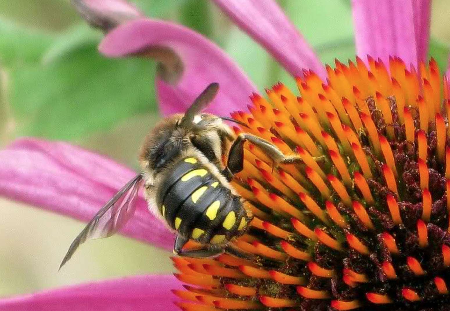 Des chercheurs reconstituent le paysage ancien de Marseille grâce aux insectes et aux pollens