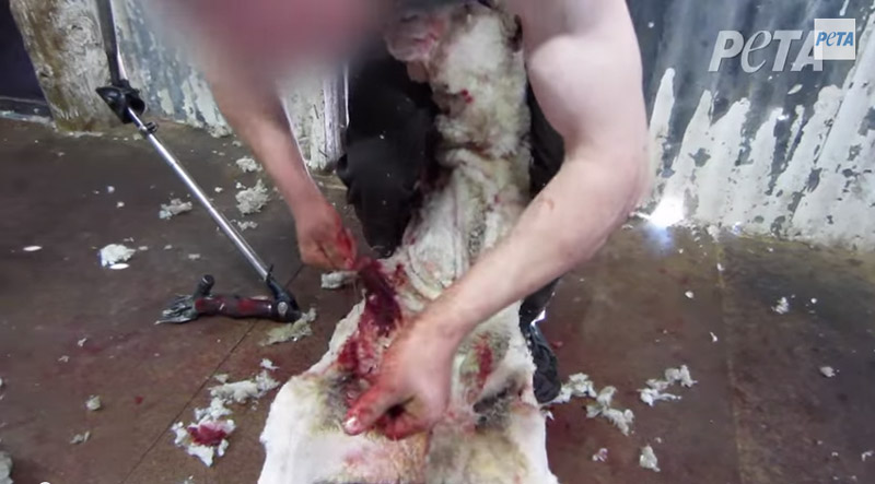Une ONG critiquée pour des vidéos sur la maltraitance de moutons en Australie
