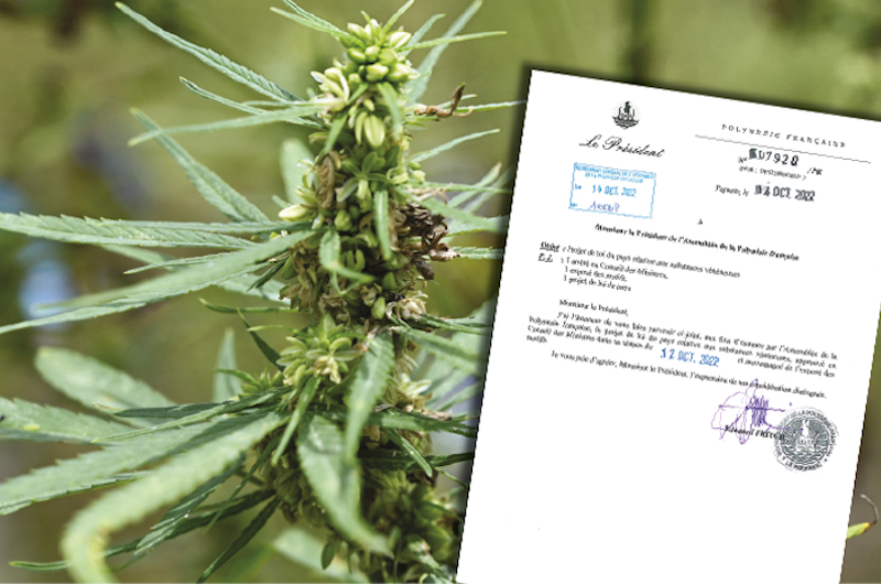Cannabis thérapeutique : Ce que contient le projet de loi du Pays
