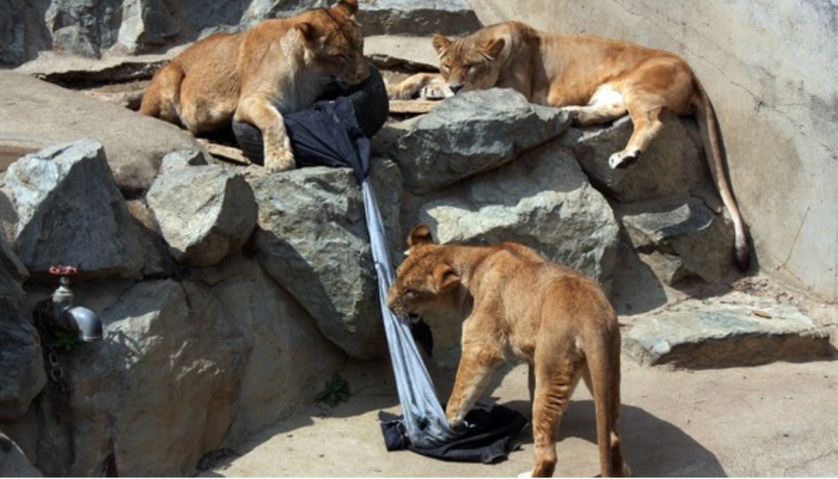 Un zoo créé sa griffe de jeans avec des lions et tigres stylistes
