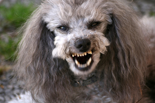 Un psychiatre argentin abat son voisin après un combat de caniches