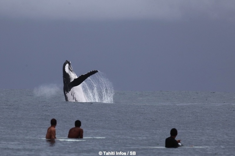 Fin juillet 2013, des surfeurs de Teahupoo sur la presqu’île de Tahiti ont pu apprécier de près le spectacle de cette baleine en pleine évolution.