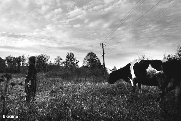 Ukraine: Scènes de far west avec le vol de 200 vaches à la frontière russe