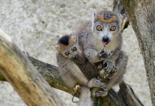 Naissance exceptionnelle dans l'Indre de quatre petits Lémurs, espèce en danger