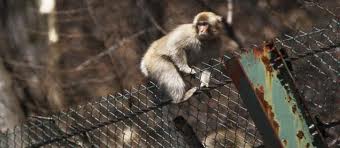 Le sang des singes de la région de Fukushima modifié