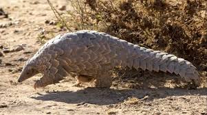 Les mystérieux pangolins sont en cours d'extinction