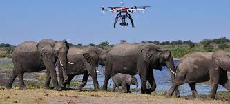 La technologie pour protéger éléphants et rhinocéros du braconnage en Afrique