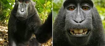 Wikimedia: litige autour d'un selfie pris par un singe
