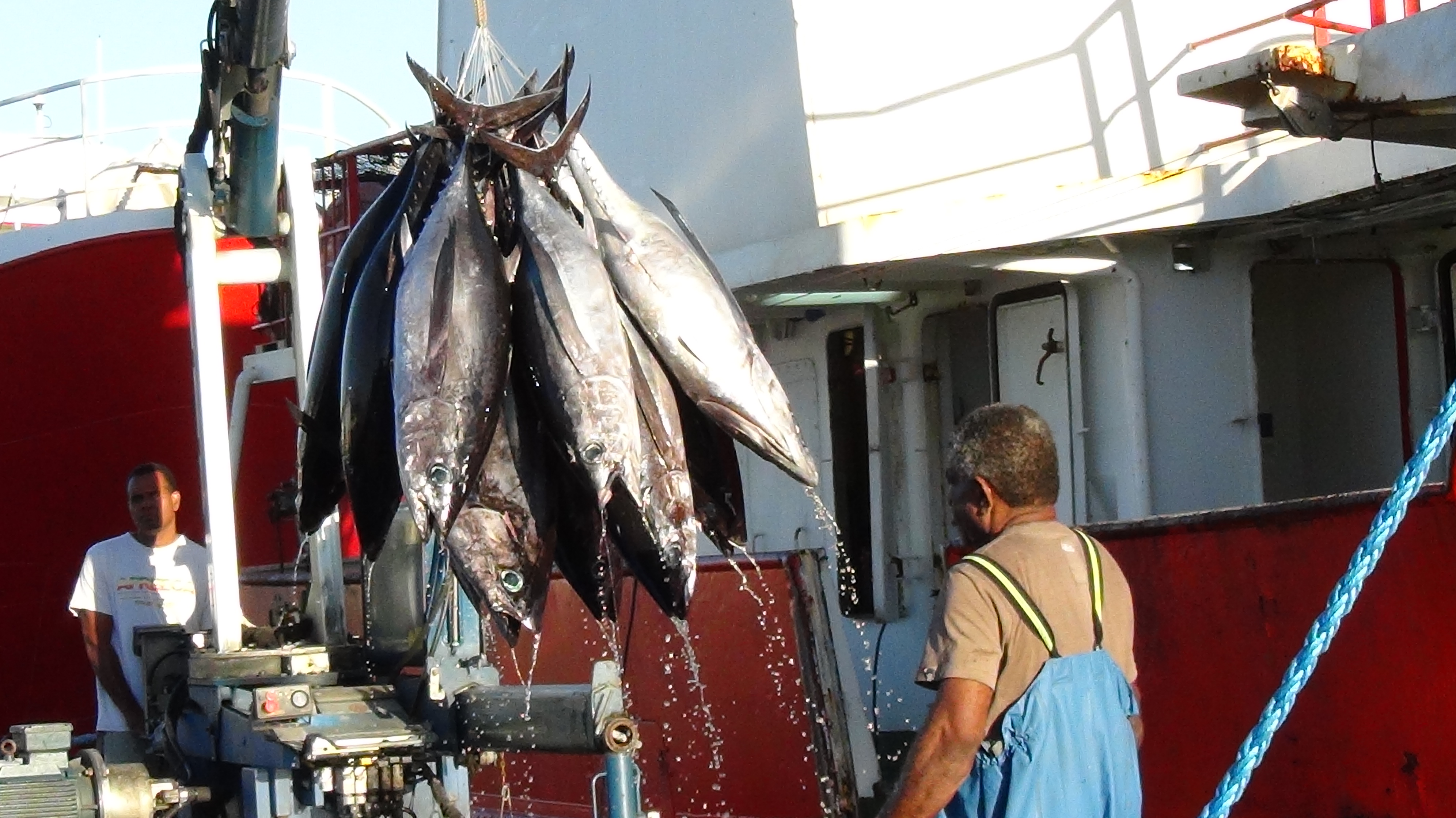 Débarquement de germons à Nouméa, Nouvelle Calédonie (Source : Anne Lefeuvre, Copyright : Secrétariat général de la Communauté du Pacifique)