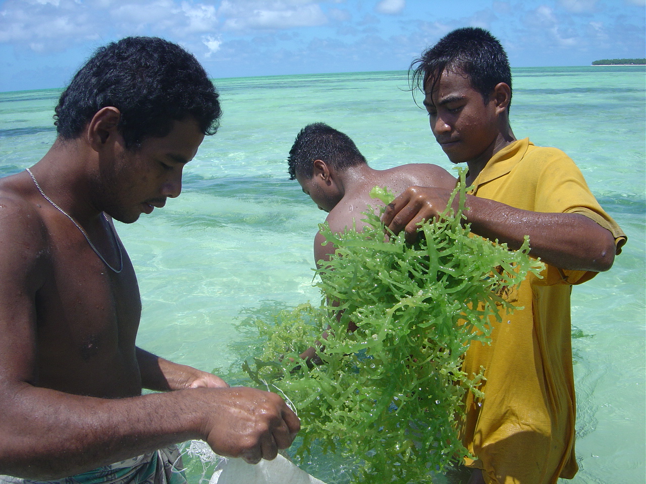 Culture d’algues marines à Tabiteuea, Kiribati (Source : Antoine Teitelbaum, Copyright : Secrétariat général de la Communauté du Pacifique)