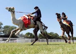 Dans la Sarthe, les passionnés de course de dromadaires rêvent de reconnaissance