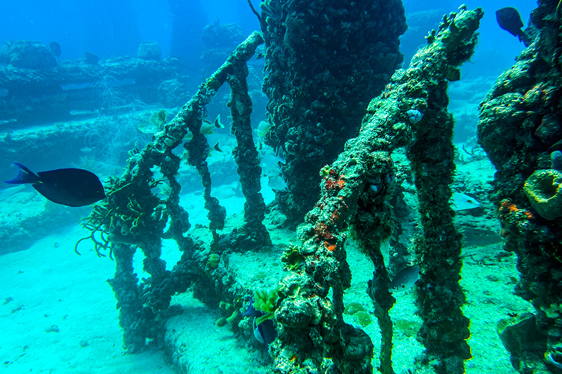 Off the coast of Florida, an underwater cemetery useful for aquatic fauna