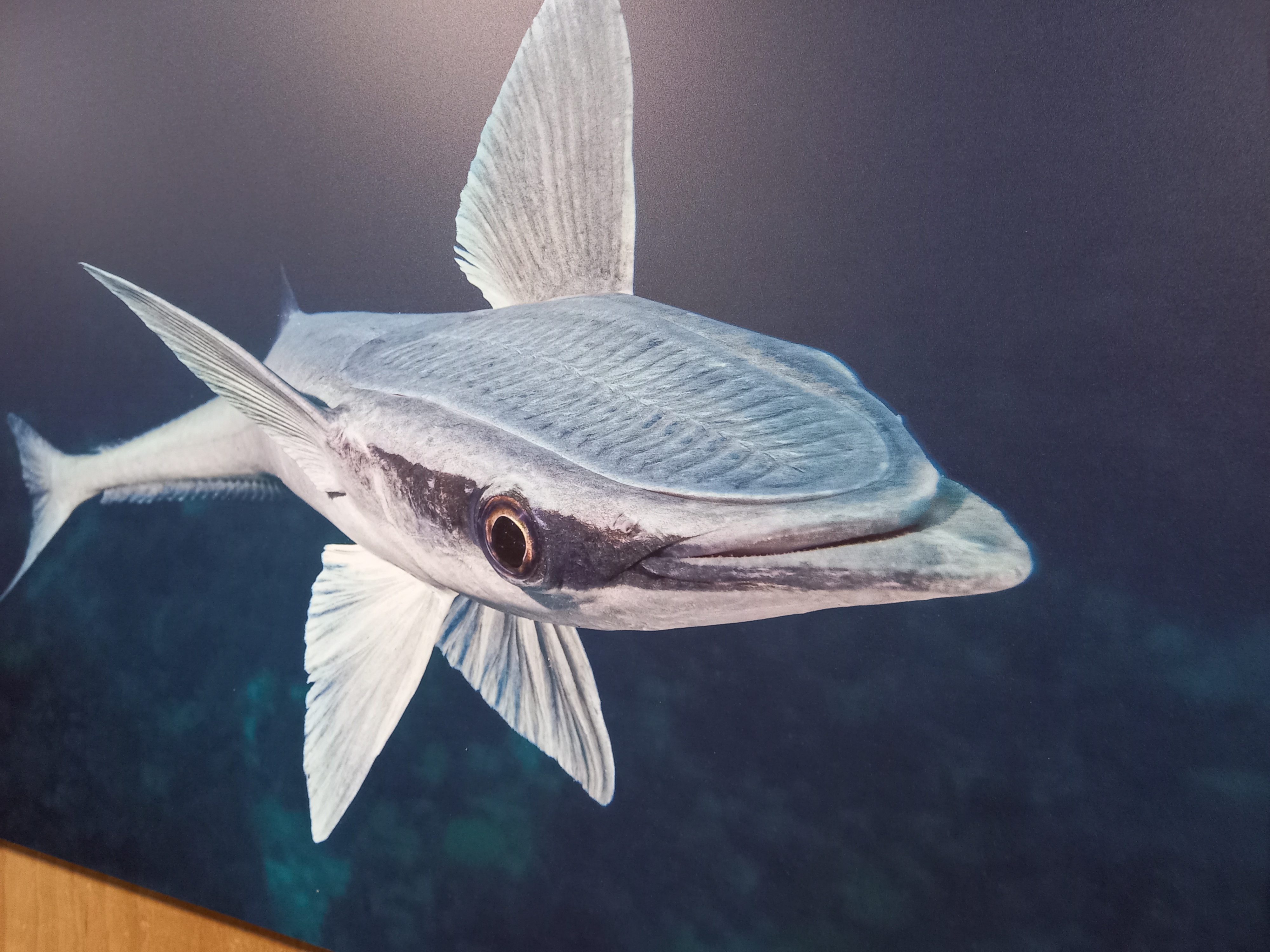 Joaquin Fregoni, vainqueur du concours de photos Millimages