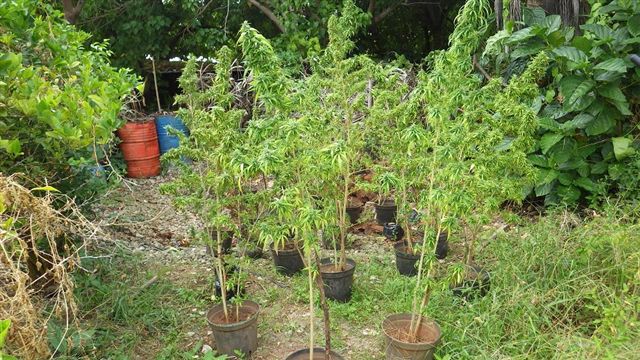 10 plants de paka ont été découverts au domicile du jeune homme à Papara (Photo d'illustration).