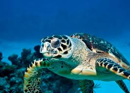 Les migrations de 150 tortues marines de l'océan Indien scrutées par l'Ifremer