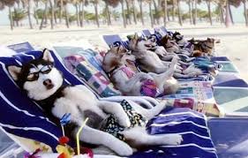 Sur le littoral romain, une plage réservée aux chiens