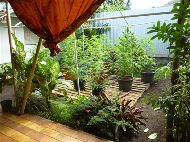 Quelques uns des plants de pakalolo découverts à Papara.