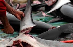 Chine: dénoncé par les ONG et banni des banquets, l'aileron de requin n'a plus la cote