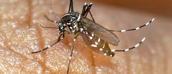 Le Var en état de vigilance après un premier cas de dengue autochtone
