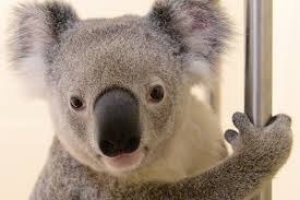 Un koala miraculé du bouche-à-bouche