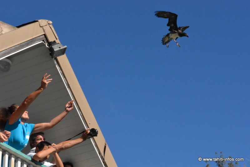 Un pétrel retrouve la liberté
