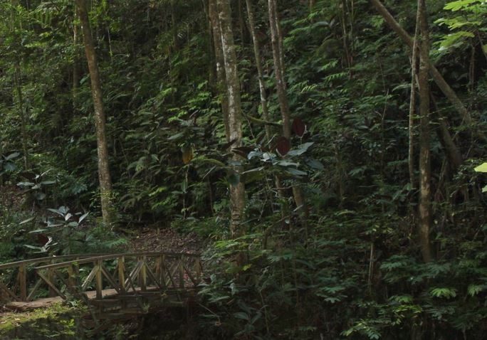 La passerelle de la Fautaua.