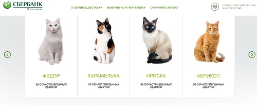 Une banque russe prête des chats à ses clients